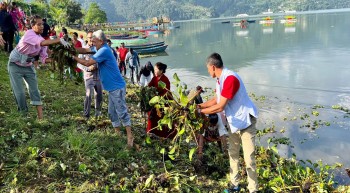 पोखराको फेवाताललाई जलकुम्भी झारले ढाक्यो,  झार फाल्न जुटे स्थानीय